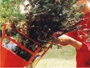 Broyeur Caravaggi Bio80H moteur Honda GX2000 Diamètre 7 cm